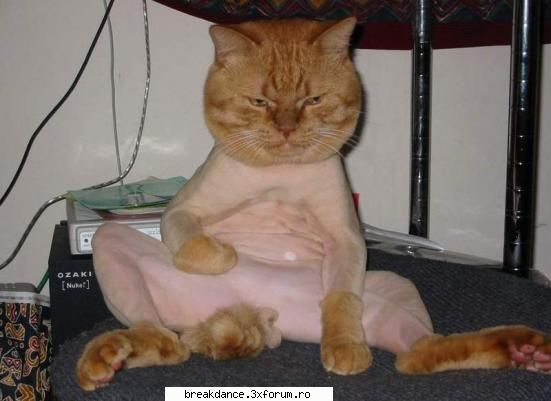 sa inceapa fiesta - }{ taz mi best frend - Loc de Mancat KKT